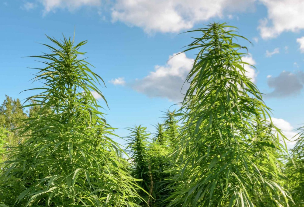 Penthouse Gold porn video: Homegrown High