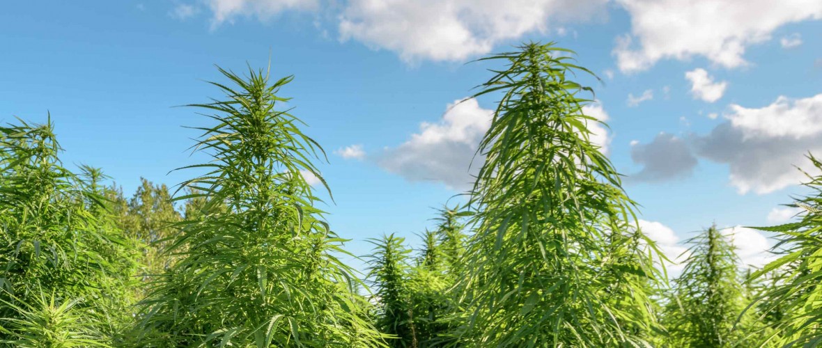 Homegrown High