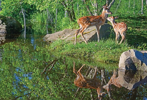 Penthouse Gold porn video: Deer Shithead…