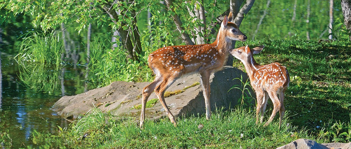 Deer Shithead…