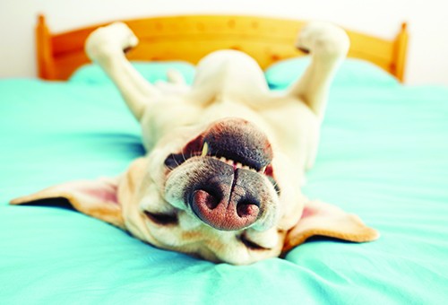 Penthouse Gold porn video: High Maintenance