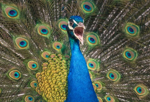 Penthouse Gold porn video: Fine Feathered Vandal