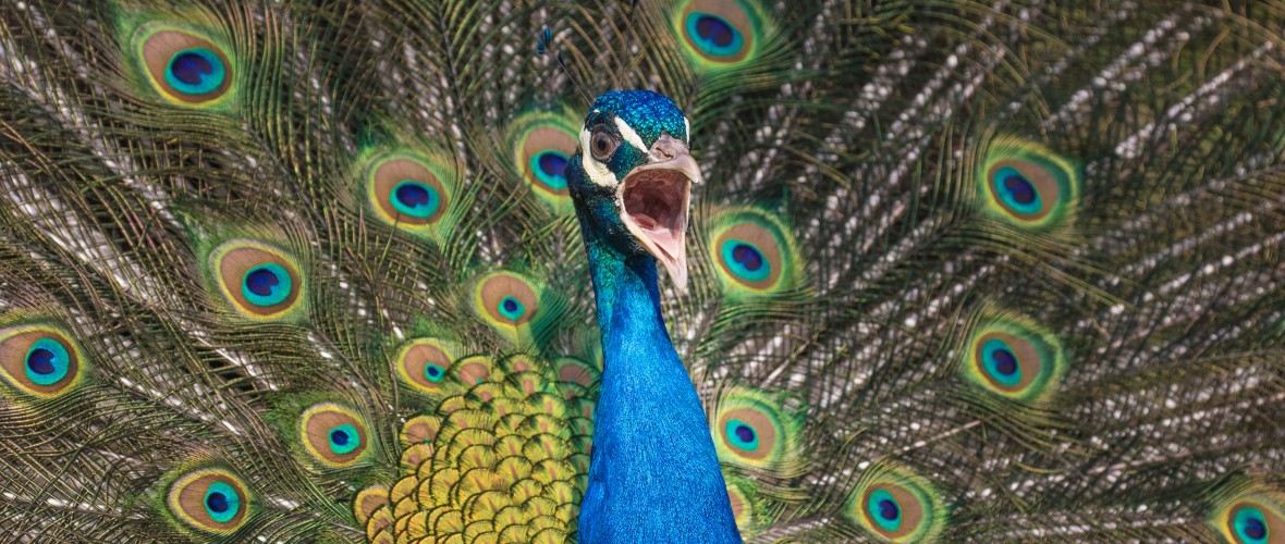 Fine Feathered Vandal