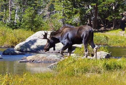 Penthouse Gold porn video: After A Day Of Stupid Mar. 2018